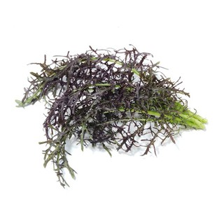 紫羽山葵菜種子(芥末香辣味)