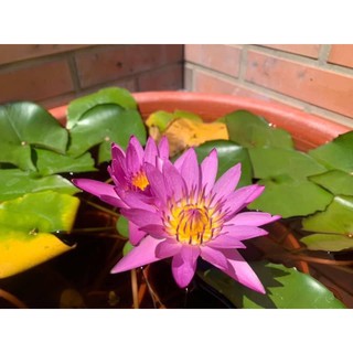 香水蓮花苗的價格推薦 21年11月 比價撿便宜