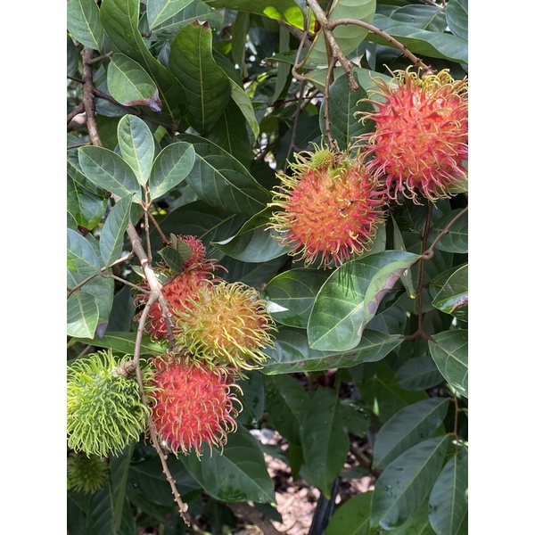 水果苗/紅毛丹(實生苗)--又名毛荔枝~酸甜可口/4吋盆/高約30公分