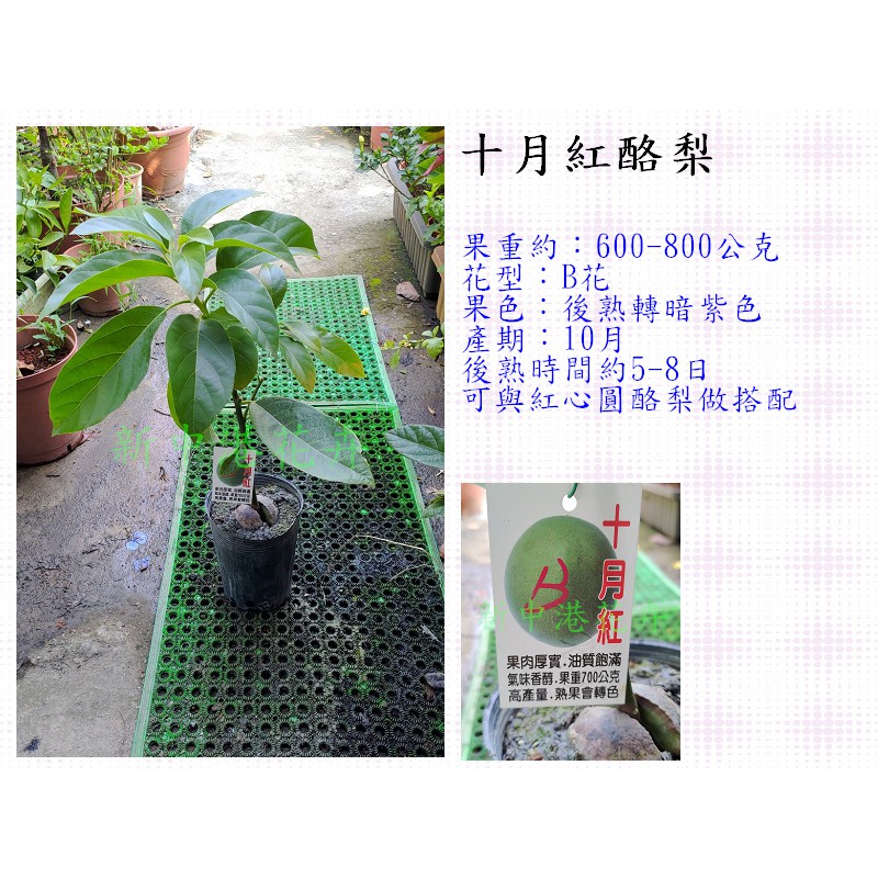 十月紅酪梨 嫁接苗 新中港花卉園藝 酪梨鱷梨牛油果 蝦皮購物