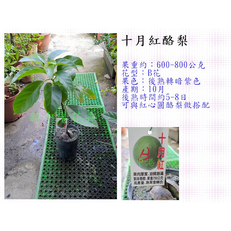 十月紅酪梨(嫁接苗)【新中港花卉園藝】酪梨 鱷梨 牛油果