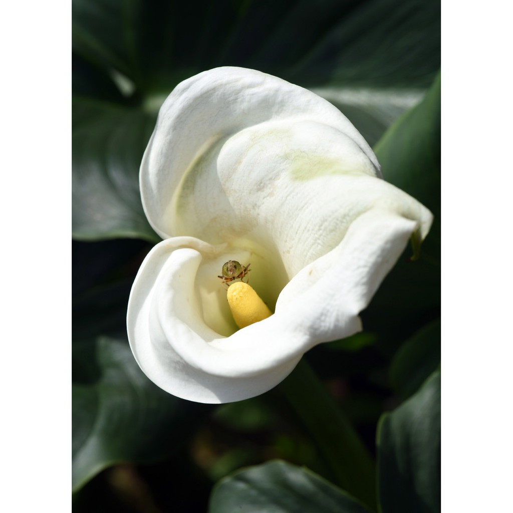 白花海芋濕生品種 蝦皮購物