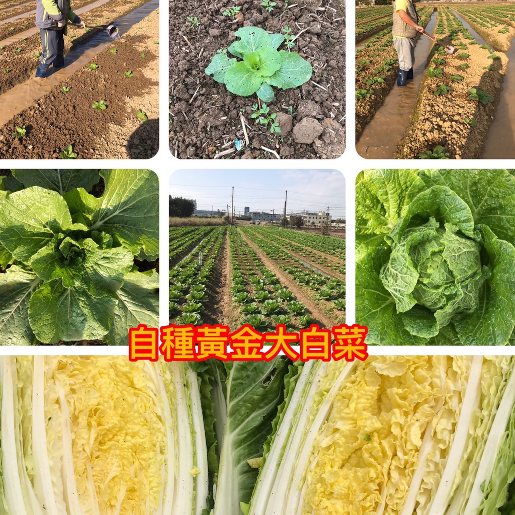 富力亨高粱翠玉酸白菜湯底冷凍食品 蝦皮購物