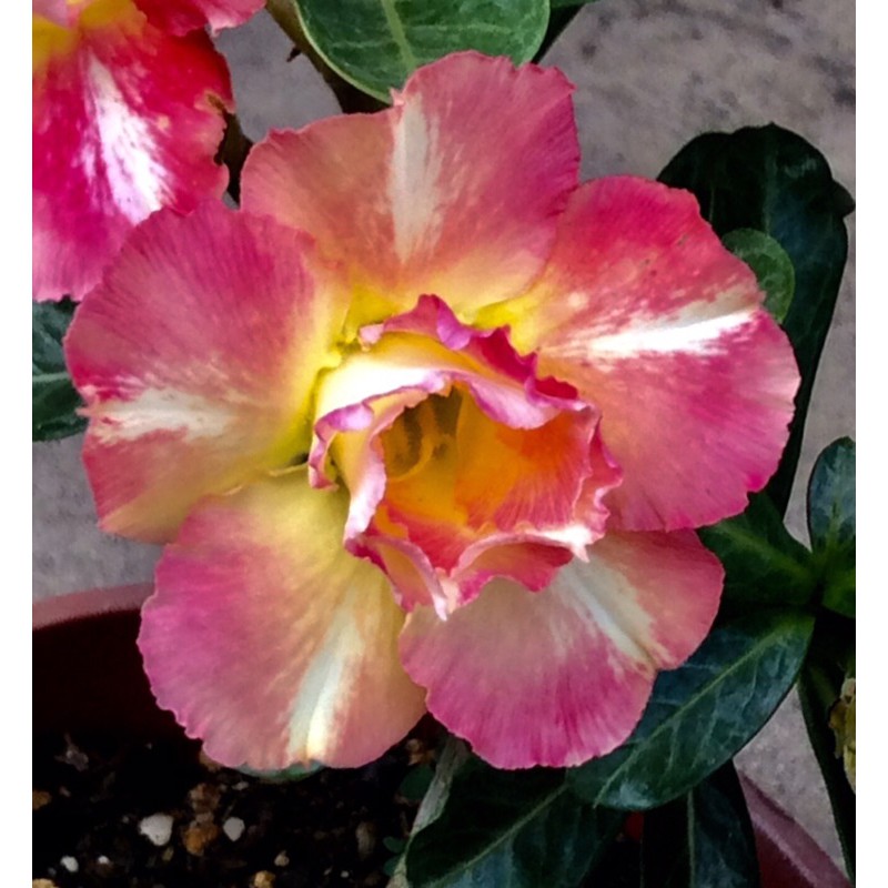 變色龍🐲♥️沙漠玫瑰🌹新品種，風水風水樹、裸根寄出富貴花、夏天最美的花朵🌺