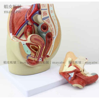 (MD-B_0042)女性盆腔正中矢狀切面模型3件 男性矢狀解剖模型男性生殖器解剖