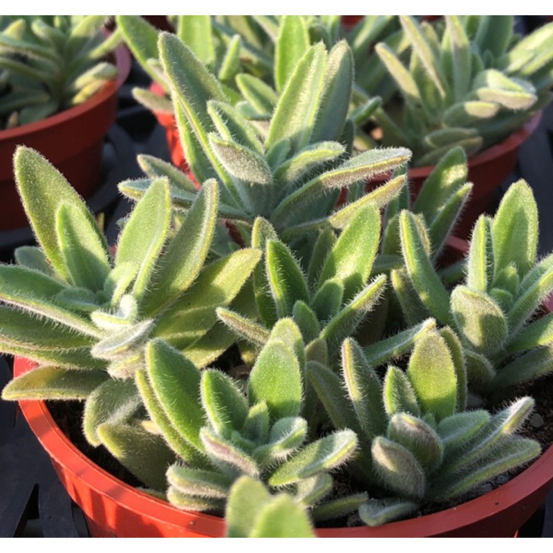 沅鈺農場多肉植物韓國到手香 蝦皮購物