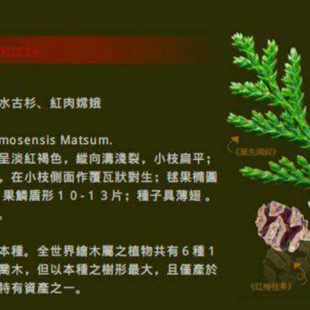 台灣紅檜（種子培育實生苗）