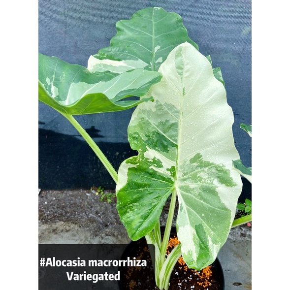 斑葉姑婆芋#Alocasia macrorrhiza Variegated