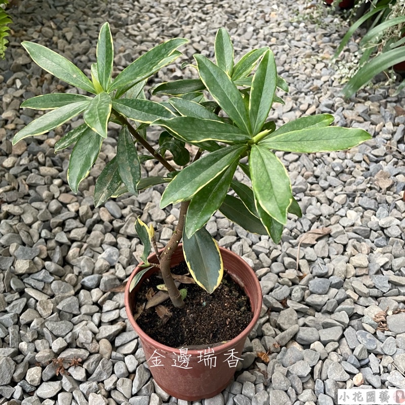 小花園藝金邊瑞香6吋盆 450 蓬萊花瑞蘭沈丁花 蝦皮購物