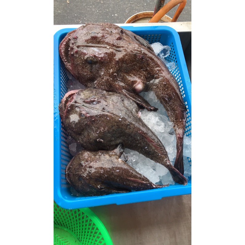 鱻味急凍生鮮鮟鱇魚下單前請先用u0027u0027聊聊u0027u0027確認有無現貨現撈安康魚安康魚 