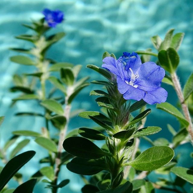 植物 3 藍星花星形花夏威夷藍眸花奴達土丁美國藍人字草雨傘花草本仙丹花 園藝盆栽 蝦皮購物