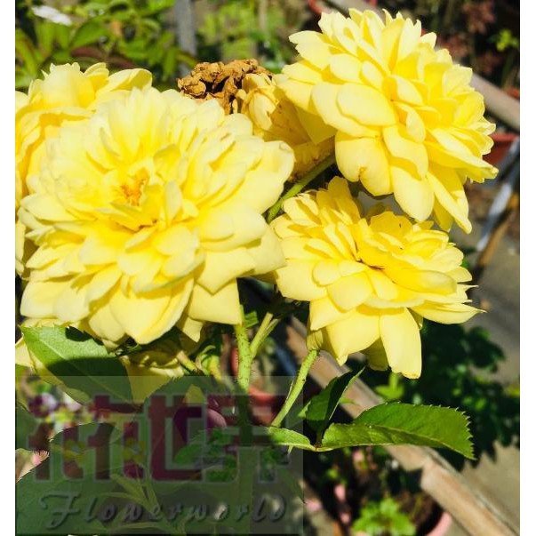 花花世界_玫瑰苗--浪漫貝爾,Belle Romantica--鮮黃色 強香 蔓性/3.5吋盆/高10~30公分/MA