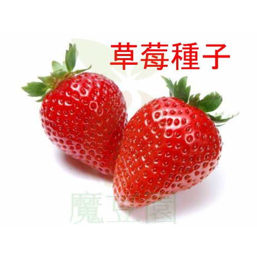 草莓種子、盆中栽培、田中栽培、基肥追肥果實略呈心形，鮮紅多汁，質地柔軟，酸甜適中，氣味芳香【魔豆園】