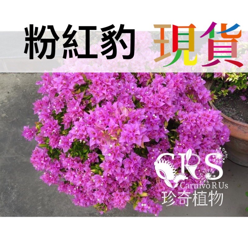 九重葛 粉紅豹 美洲豹 全年開花，秋冬花多、夏天花少 中興大學朱建鏞教授專利品種﹝CarnivoRUs 珍奇植物﹞