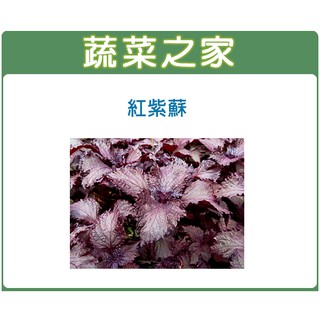 蔬菜之家滿額免運【00F08】大包裝.紅紫蘇種子12克(約6000顆)