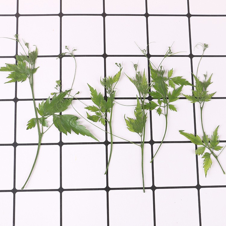 名創模具館 層丹風船葛葉片押花壓花干花天然干花手機殼植物教學標本10支裝 蝦皮購物