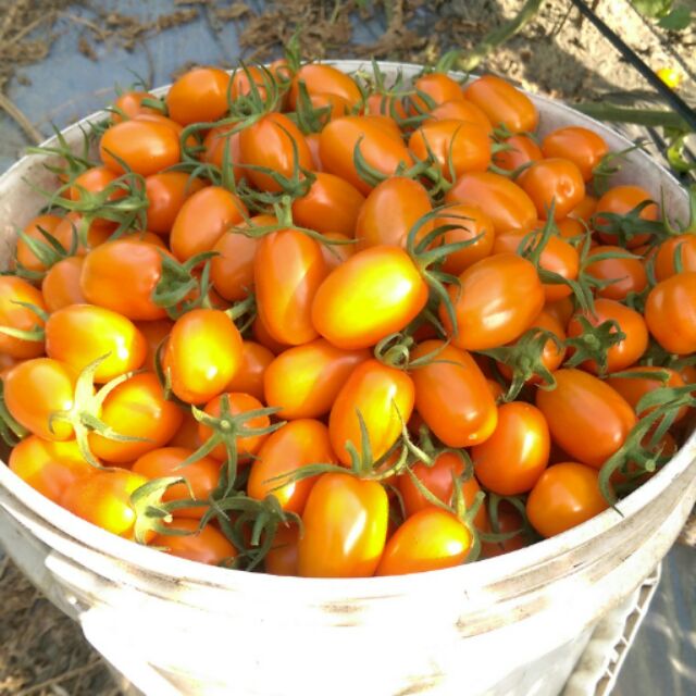 王記番茄-橙蜜香+玉女小番茄