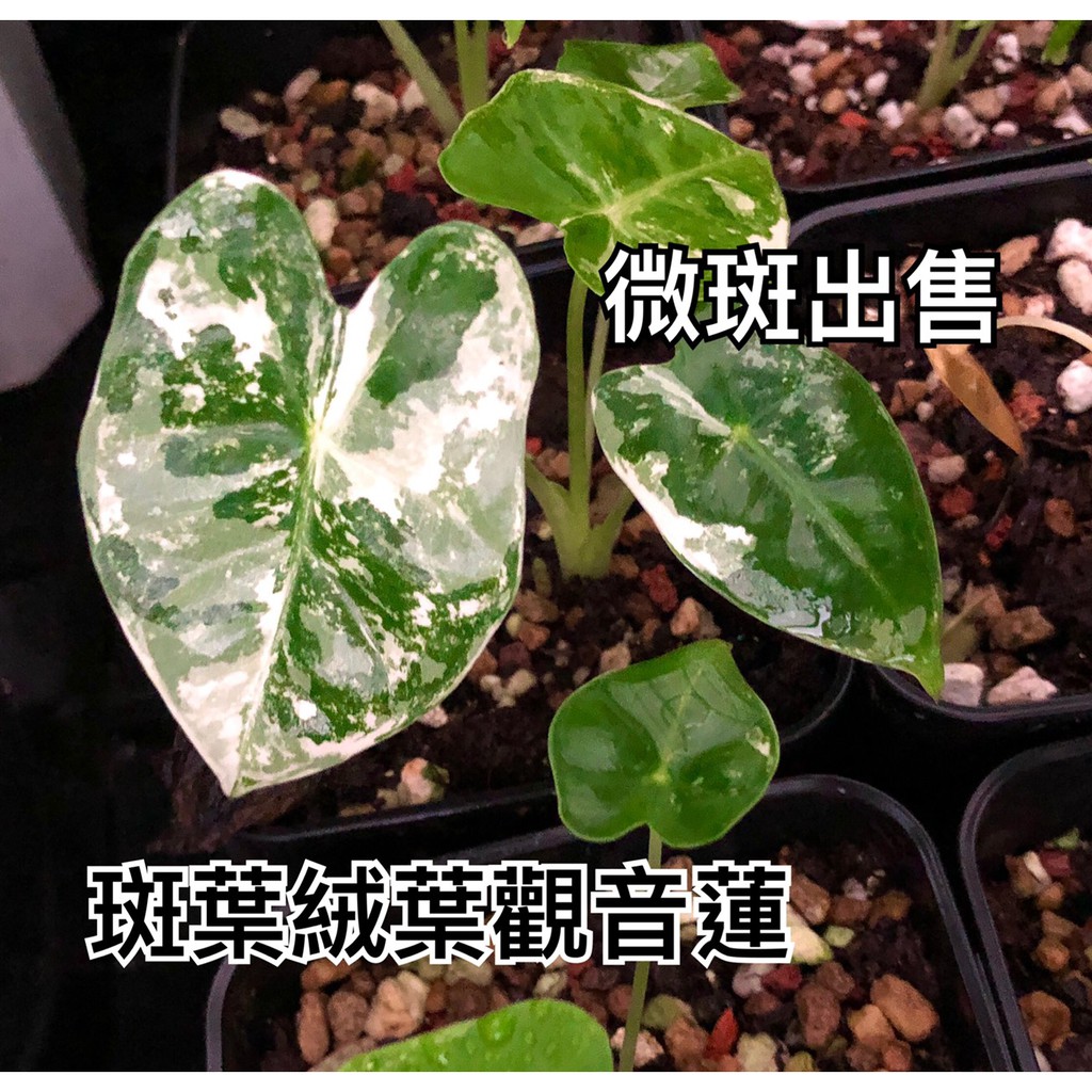 【限量 】斑葉絨葉觀音蓮【觀葉植物】Alocasia frydek variegated 斑絨 微斑 觀音蓮