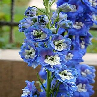 千鳥草混合 種子 特價 蝦皮購物