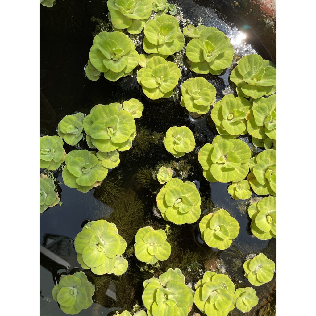 水芙蓉漂浮水草戶外池 蝦皮購物