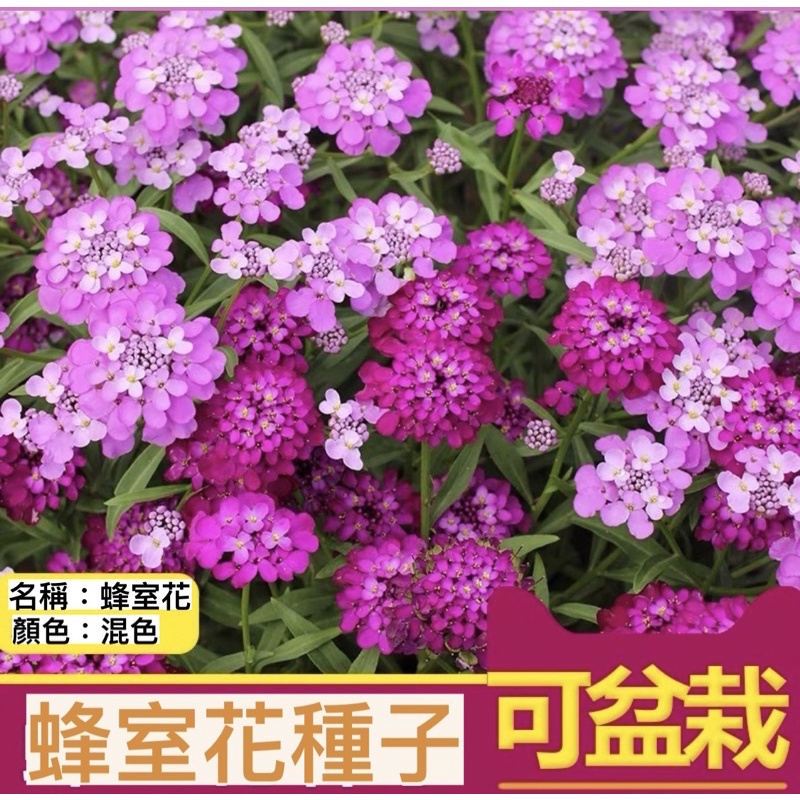 適合新手的花種子 現貨屈曲花蜂室花秋冬天季四季開花悠然園藝 蝦皮購物