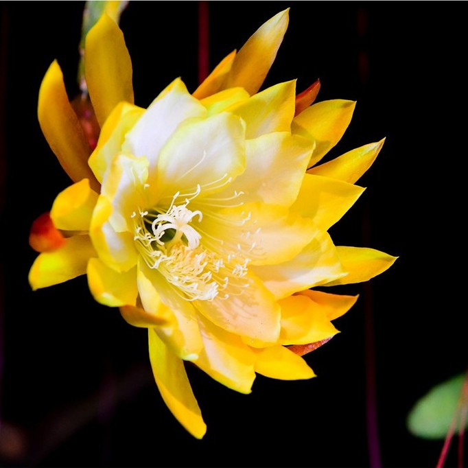 孔雀仙人掌莖葉 Epiphyllum French Gold 總長25公分以上 [飛訊庭園]