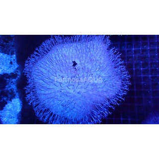 Formosaaqua丑魚棧 花環珊瑚 人工飼養 顏色亮麗 海水缸必備美品 蝦皮購物
