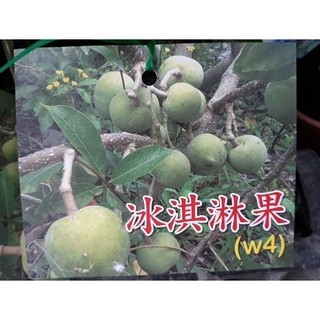 花囍園_水果苗—白柿 (冰淇淋果W4)(嫁)--質地如冰淇淋~風味奇佳/8吋高約50-68cm/特價1480
