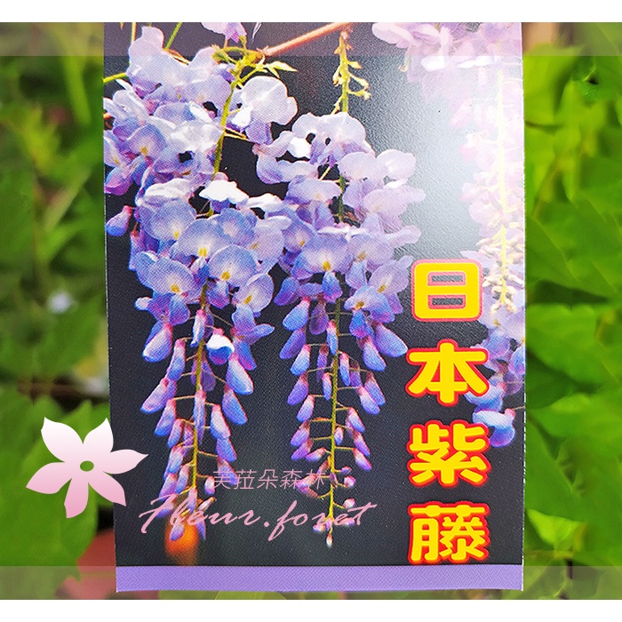 芙菈朵森林 日本紫藤 袋苗 觀花植物 季節花卉