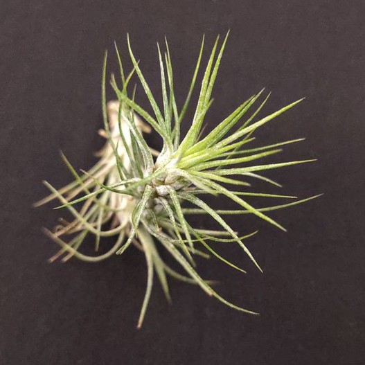 空氣鳳梨－小狐尾 綠色歡沁(雨林)－Tillandsia funckiana 'Jolly Green'－經典針葉品種