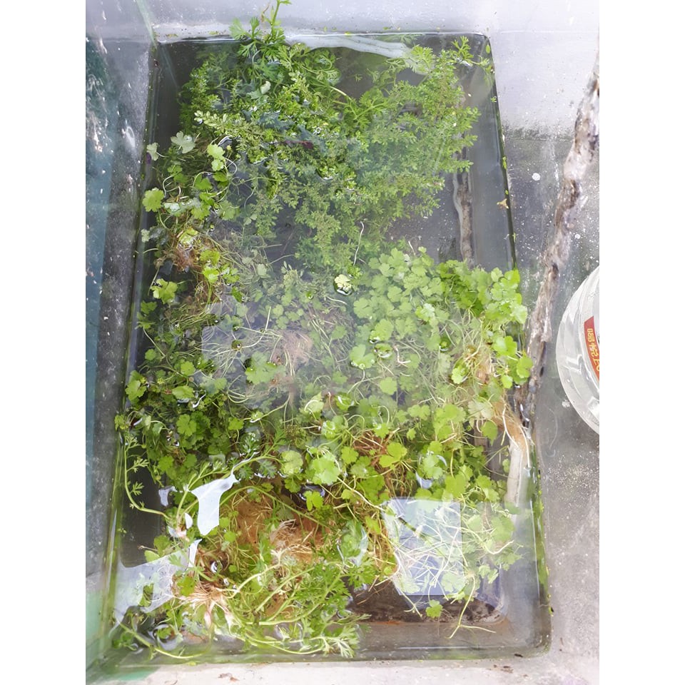 下單請先私訊 水芙蓉 玫瑰水芙蓉 水蘊草 青萍 金魚藻 酒杯萍 圓心萍 滿江紅 天胡荽 水蘭 綠水 蝦皮購物