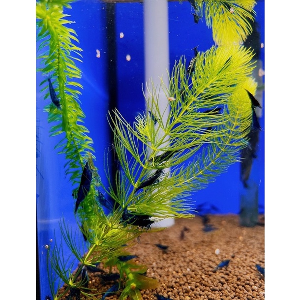 菖旺 賣水草 水蘊草 龍蝦水草 給螯蝦 給米蝦 給澳龍可食用水草 蝦皮購物