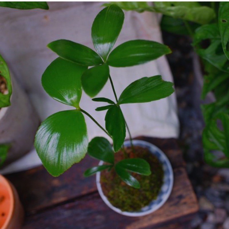 苔球苔玉桌上盆栽幸運草墨西哥鐵樹療癒植物室內植栽觀葉植物 蝦皮購物