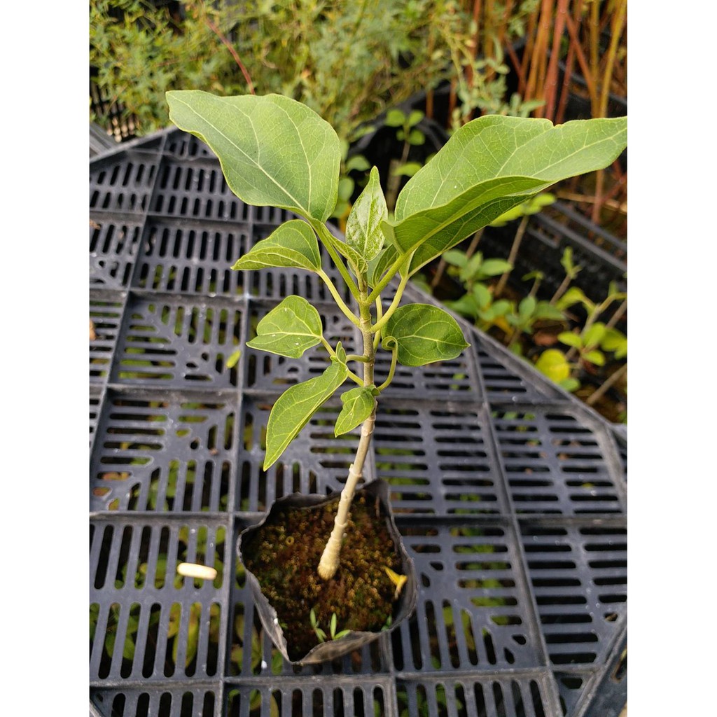 四季春園藝 華他卡藤盆栽盆苗南山藤假夜香藤苦菜藤苦涼菜各山消德利治藤團葉藤通光散帕格俄姆