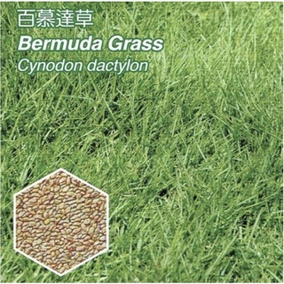 百慕達草【草種子】草籽 500公克 鋁箔袋包裝 耐踐踏 生長迅速 狗牙根 絆根草 鐵線草