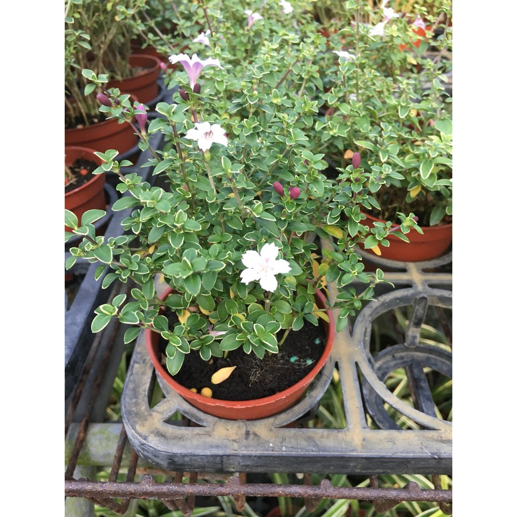 一禪種苗園 綠雕植物之一 六月雪 白丁花 綠籬植物 3吋盆 蝦皮購物