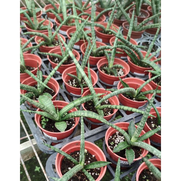 棒葉虎尾蘭 3吋盆 室內植物