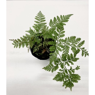 [LF’s Garden] 兔腳蕨 /觀葉植物.雨林植物.蕨類