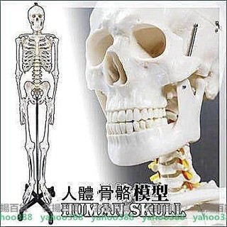 人骨模型 優惠推薦 21年1月 蝦皮購物台灣