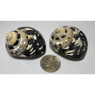 寄居蟹替換殼，天然貝殼，黑金剛螺，加勒比海鐘螺(小)