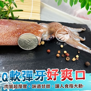 野生鮮凍大透抽-16/20 21/25【歐嘉水產】全家799免運 蝦幣10倍送 餐廳供應 批發