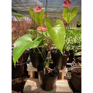 室內觀花植物優惠推薦 22年10月 蝦皮購物台灣