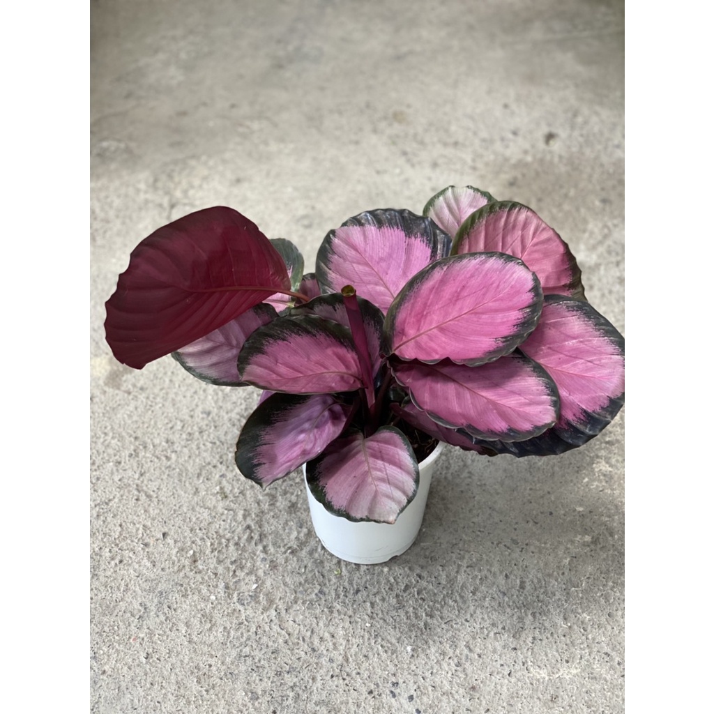 盆栽觀葉紅寶石竹芋紅玫瑰竹芋室內植物空氣淨化神秘紫高質感6吋盆 蝦皮購物