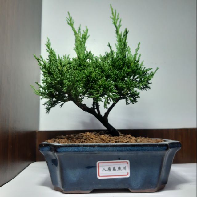 八房系魚川真柏天然樹形小品盆栽迷你盆栽桌上盆栽長方切角釉盆 蝦皮購物