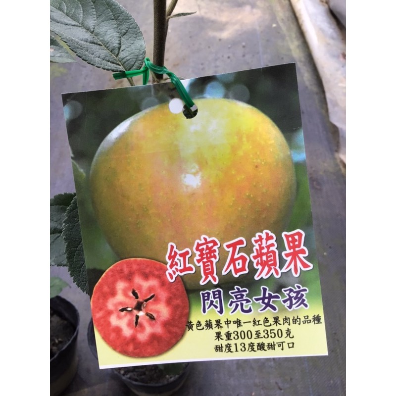 卉迎園藝 紅寶石蘋果嫁接苗高度50公分/水果樹苗/新興果樹