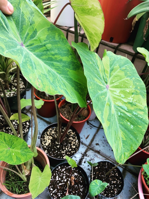 斑葉黃金水芋colocasia Esculenta Midori Sour 蝦皮購物