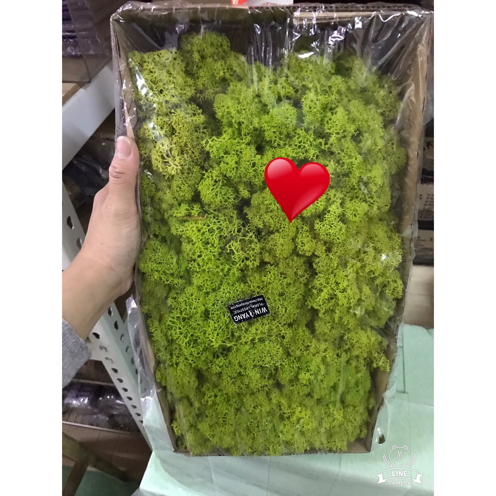 花卉水果苗大批發 青草色馴鹿水草 苔草 Moss 草 永生花 乾燥花 造景 蝦皮購物