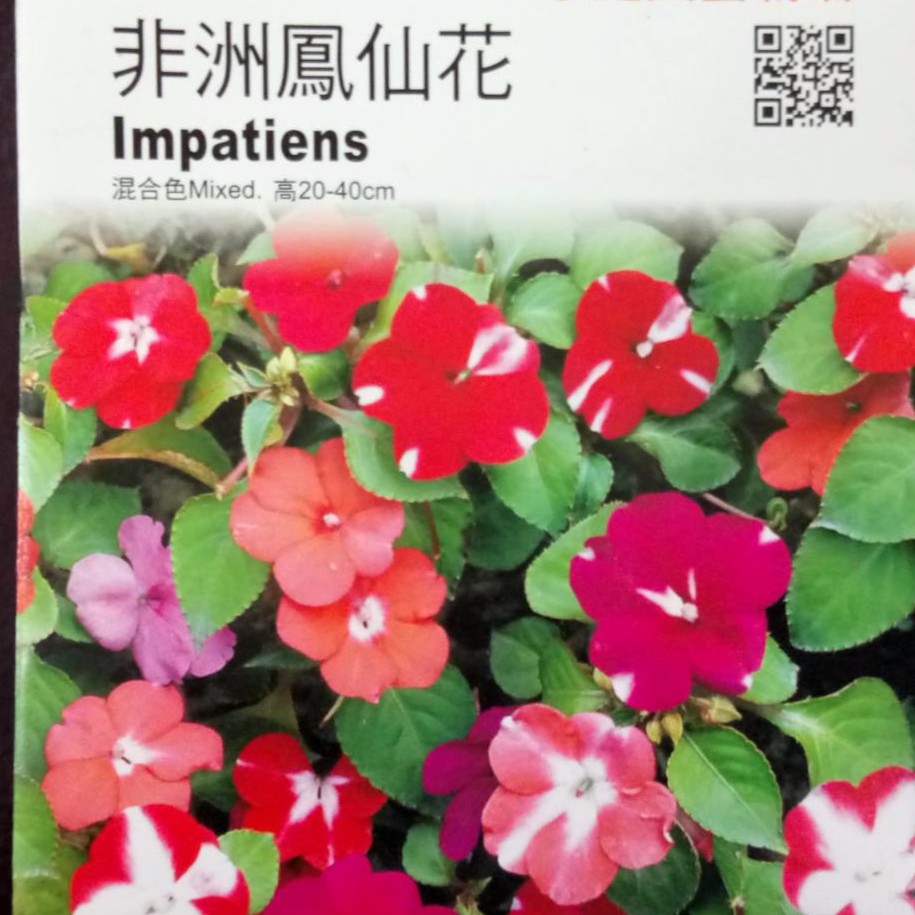 農用711 非洲鳳仙花種子花草種子 蝦皮購物