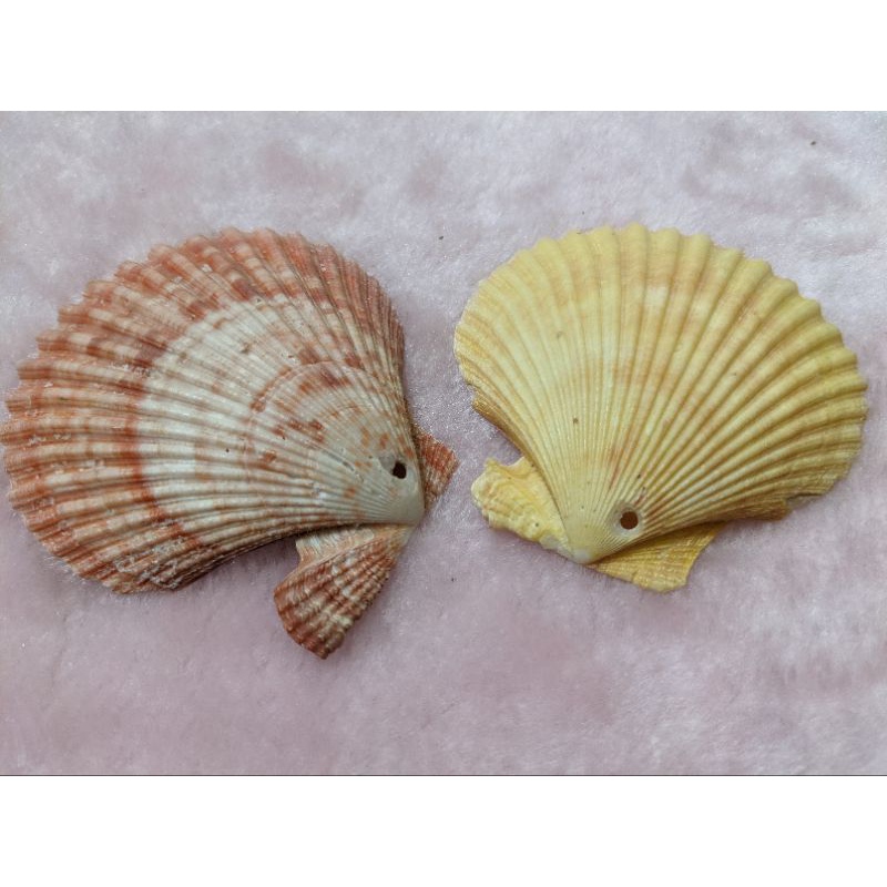 💫貝殼坊 💫天然貝殼 彩色大扇貝（單片）⭐打洞 約7.5 隨機出貨