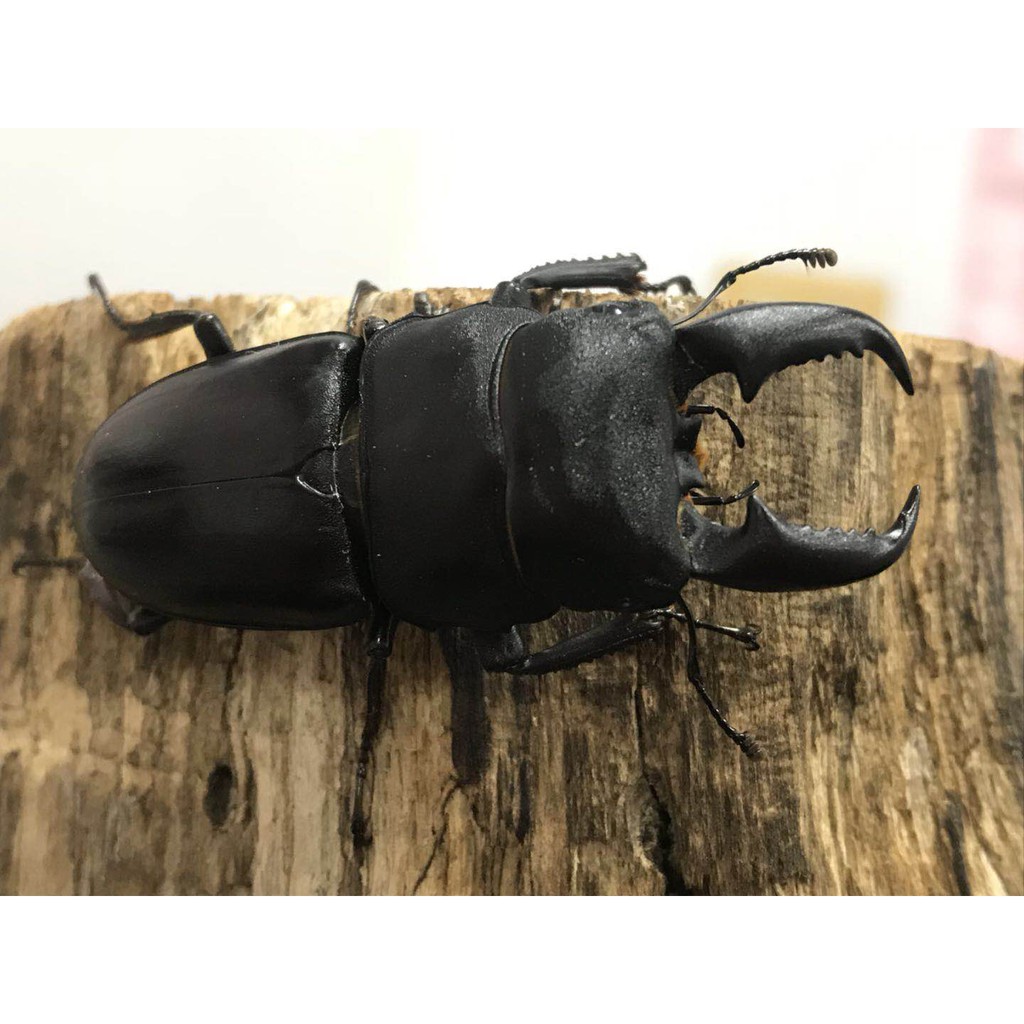 限量完售極太粗牙血綠島產台灣扁鍬幼蟲專用飼料果凍 甲蟲兜蟲鍬形蟲標本部落大鍬鹿角深山高砂鋸平頭肥角條背菌瓶菌包 蝦皮購物